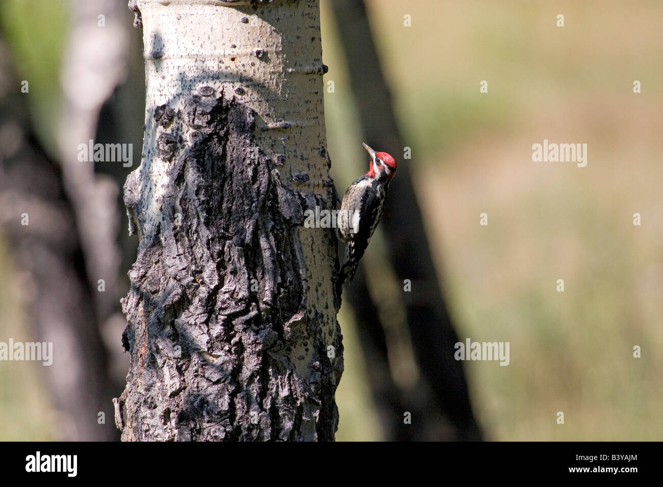 Nordamerika - USA - Colorado - Rocky Mountain Nationalpark. Rot-Himalaja-Sapsucker - Sphyrapicus nuchalis Stockfoto