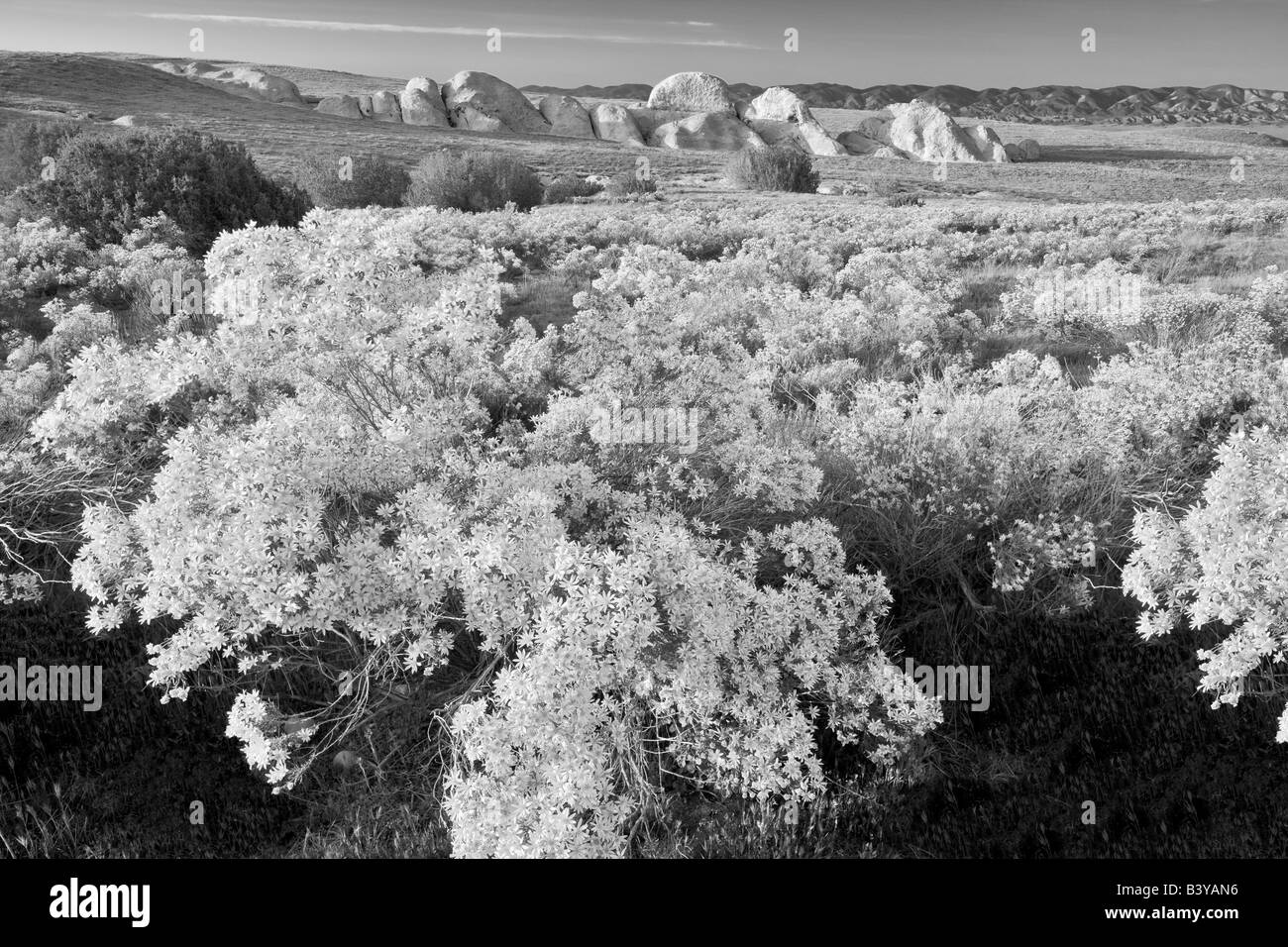 Inneren Golden Bush Ericamaenia Linearifolia Carrizo Plain Kalifornien Stockfoto