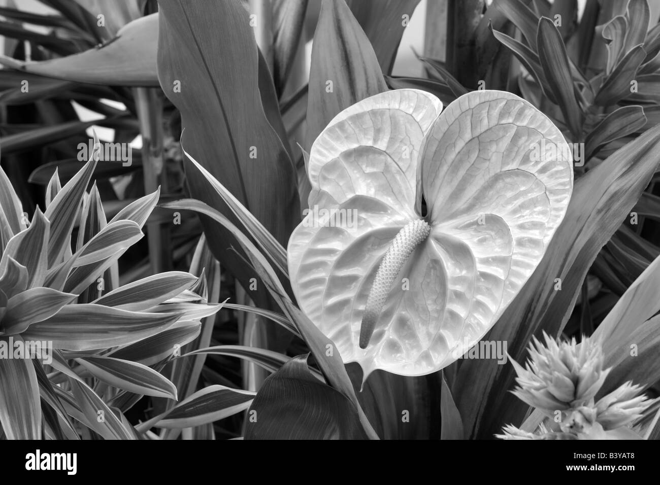 Tropische Blumen Anordnung Anthurium Blumen und tropischen Pflanzen Kauai Hawaii Stockfoto