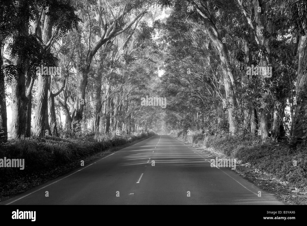 Von Bäumen gesäumten Tunnel der Bäume Eukalyptus Kauai Hawaii Stockfoto