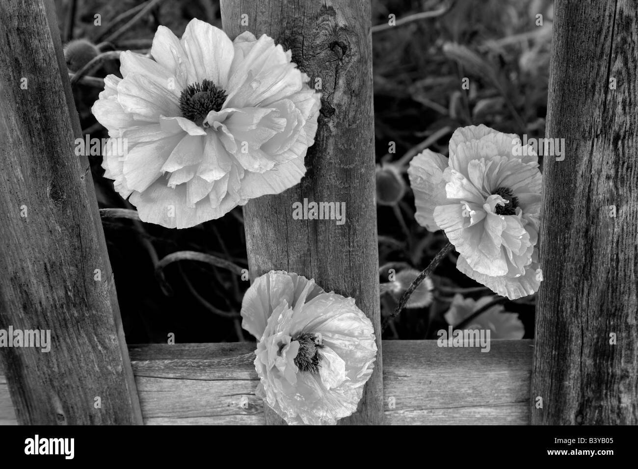 Rote Mohnblumen und verwitterten Zaun Joseph Oregon Stockfoto