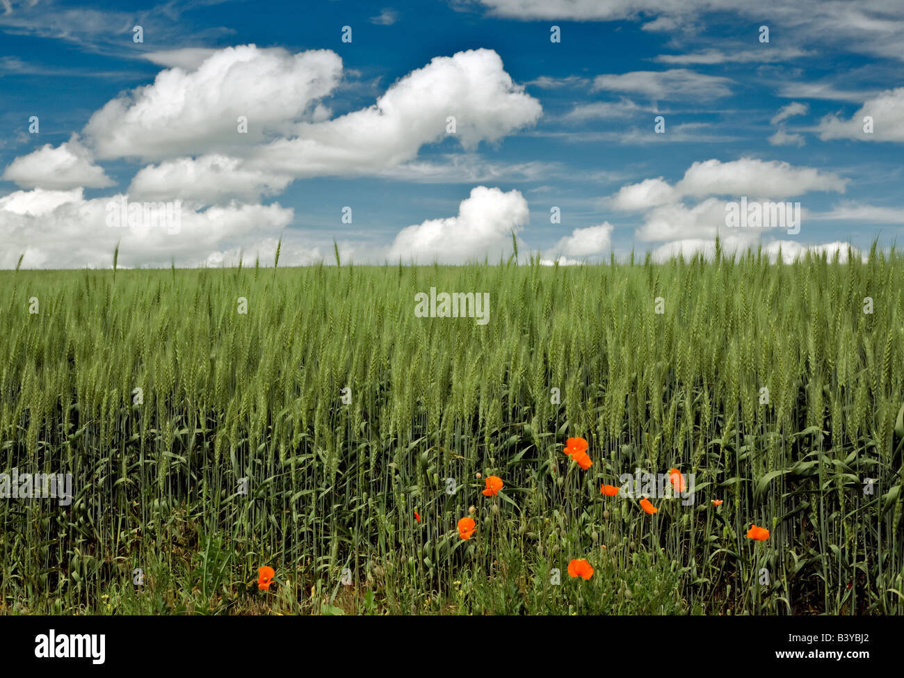 Rote Mohnblumen und Weizen Feld der Palouse-Washington Stockfoto