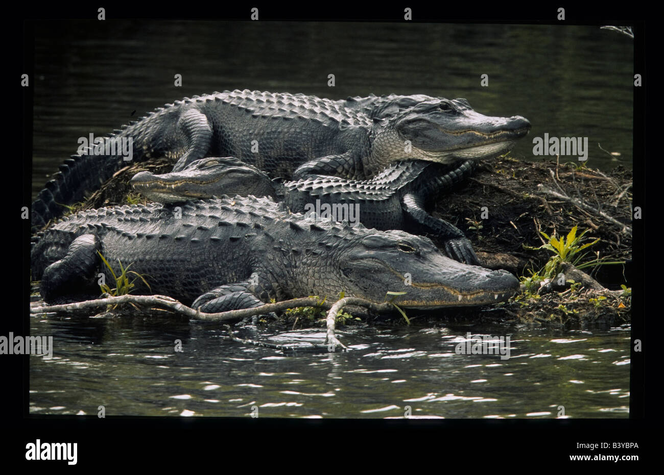 USA, Florida. Drei Alligatoren ruhen auf Insel in Feuchtgebieten. Stockfoto