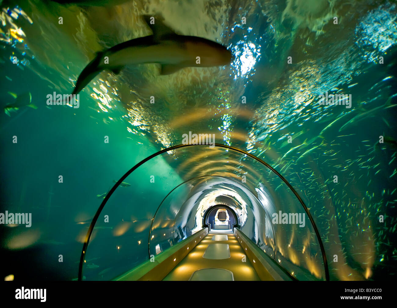 Sealife Aquarium Oregon Coast Aquarium Newport Oregon Stockfoto