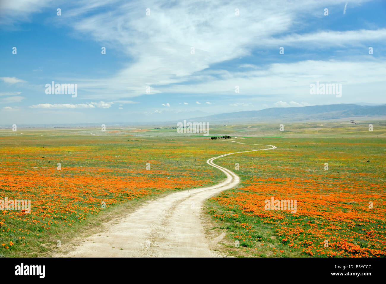 Straße mit California Poppies Antelope Valley Poppy bewahren Kalifornien Stockfoto