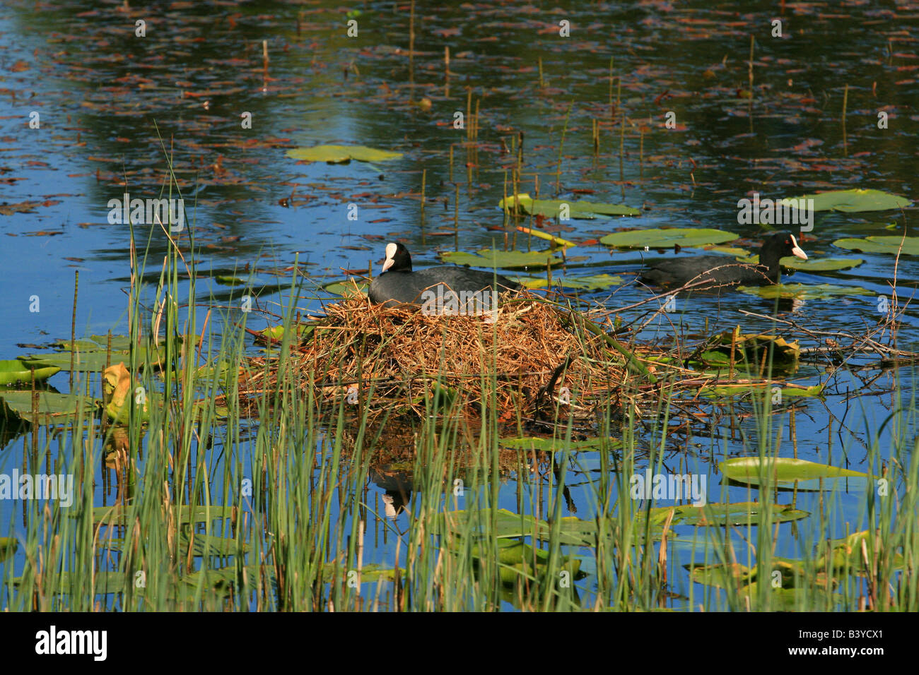 Wildvogel Coot am Nest und Wasser-Lilien Stockfoto