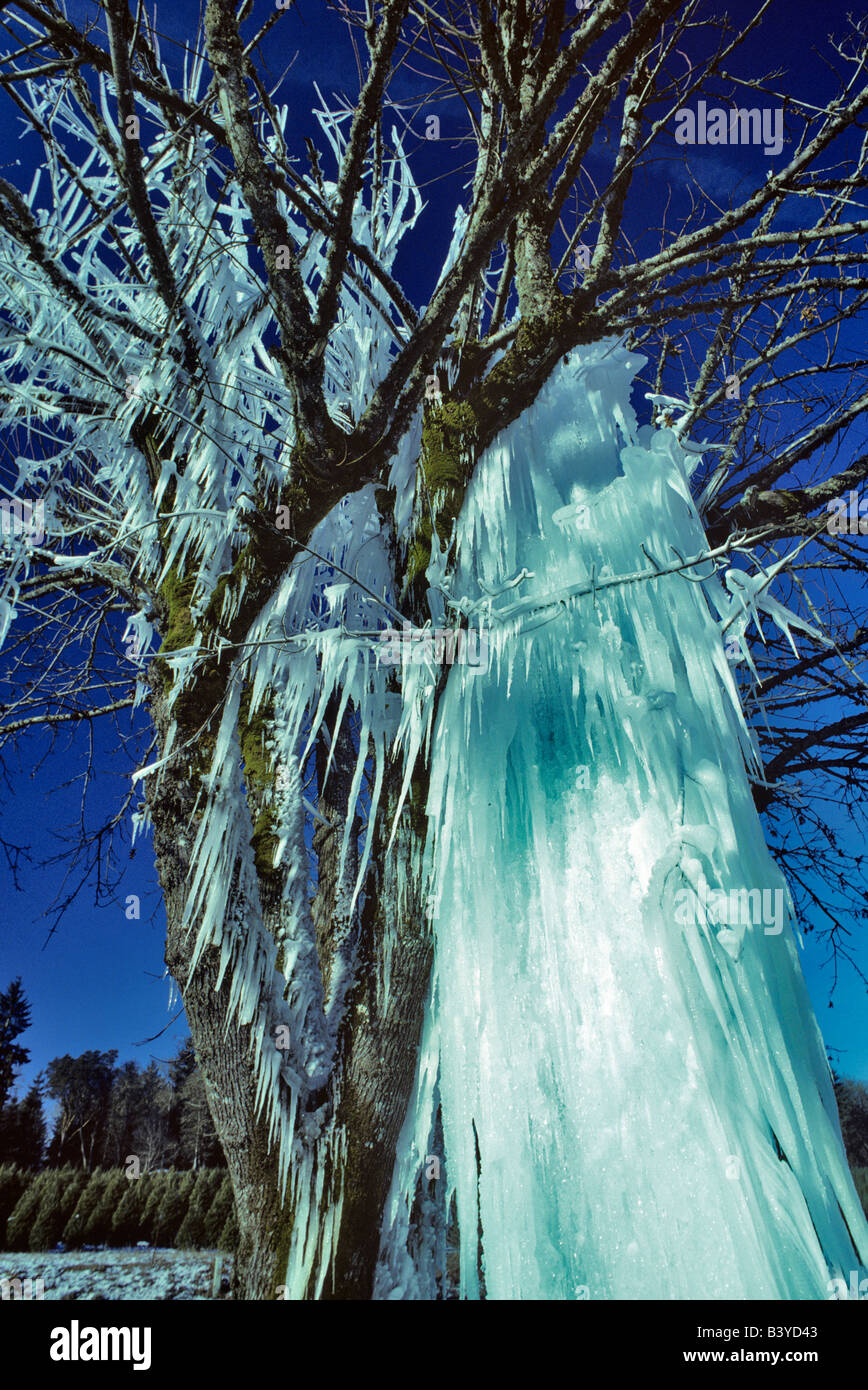 Eis im Baum in der Nähe von Monroe Oregon Stockfoto