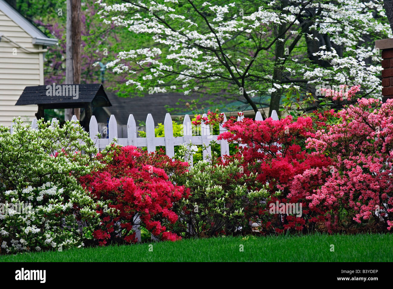 Pickett Zaun, Azaleen und blühenden Hartriegels (Cornus Florida) Baum Audubon Park Nachbarschaft, Louisville, Kentucky Stockfoto