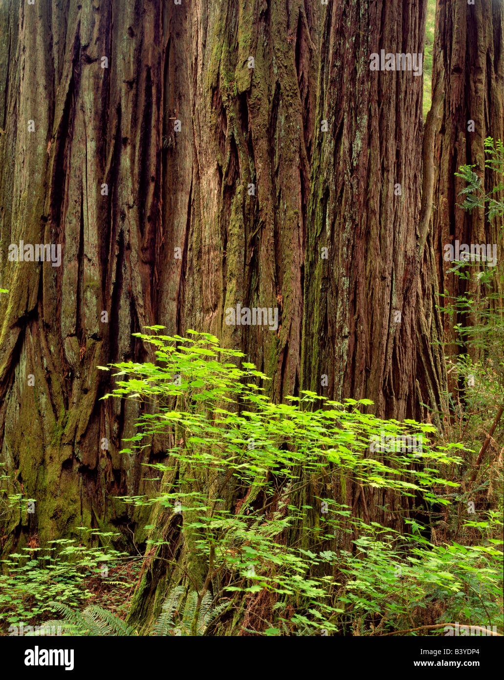 Großen Redwood mit Rebe Maples Redwood National Park in Kalifornien Stockfoto