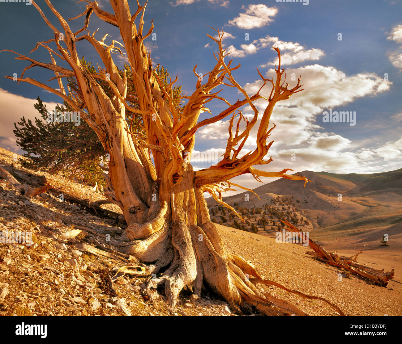 Weitverzweigte Bristlecone Kiefer Ancient Bristlecone Pine Forest Kalifornien Stockfoto