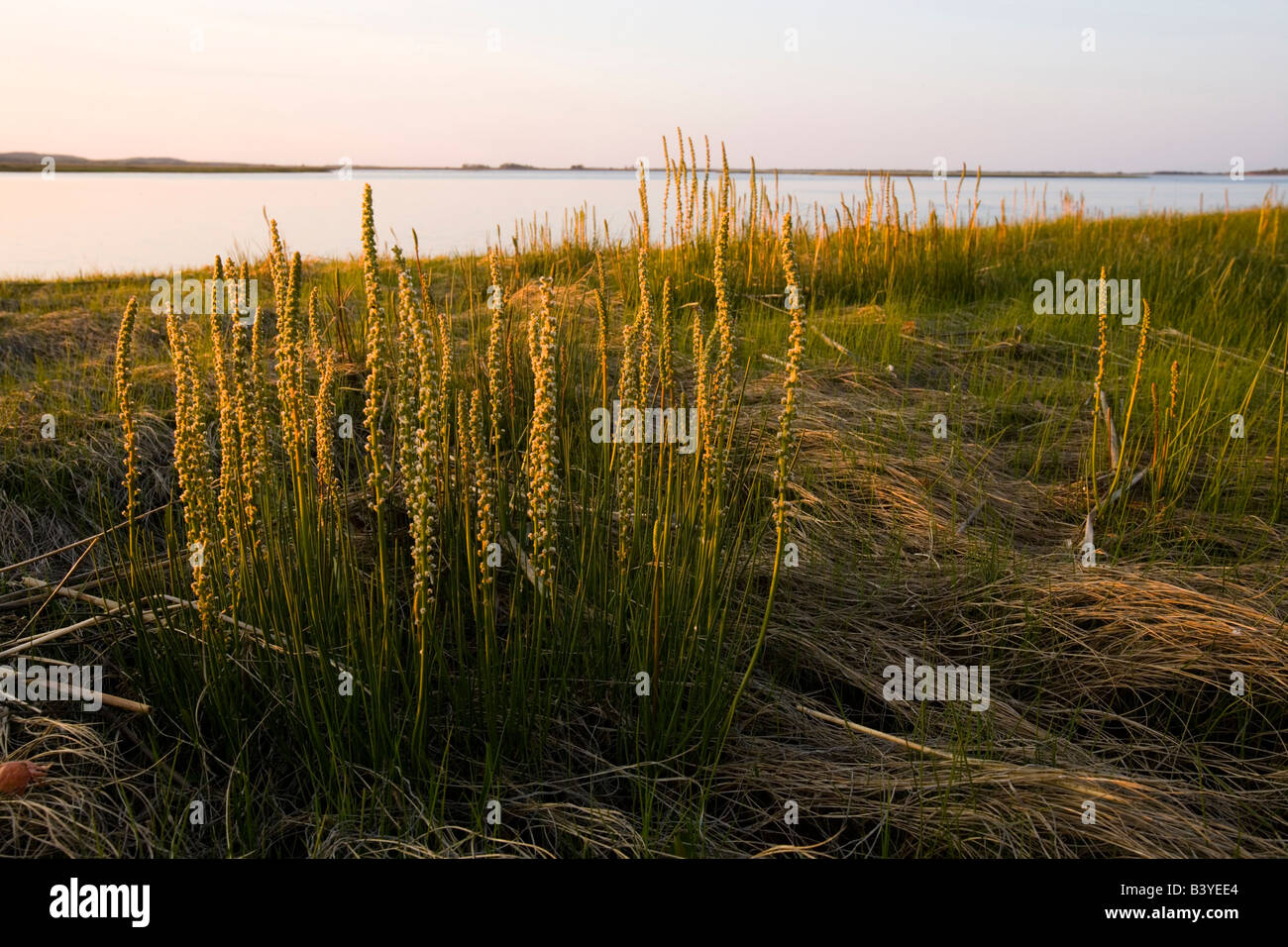 Salzwiesen im Frühjahr.  Strawberry Hill Preserve in Ipswich, Massachusetts.  Eagle Hill River. Stockfoto