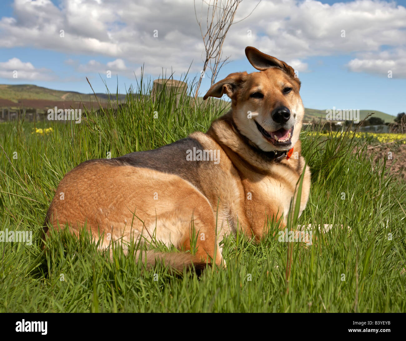 Glückliche Hund Tier Haustier Hügellandschaft Reisen malerischen grünen Rasen Stockfoto