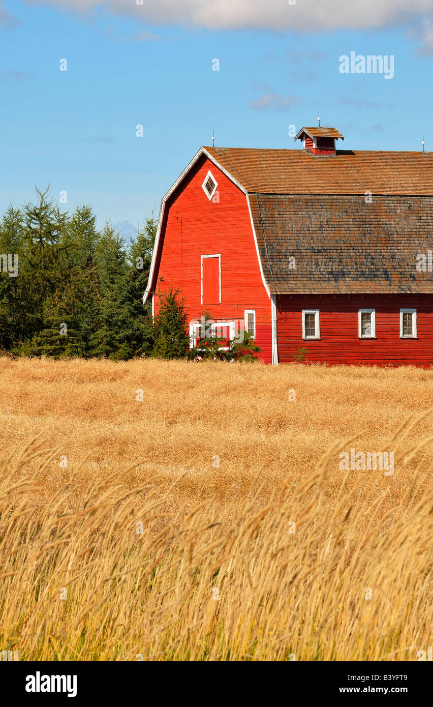 Rote Scheune 0806 Stockfoto