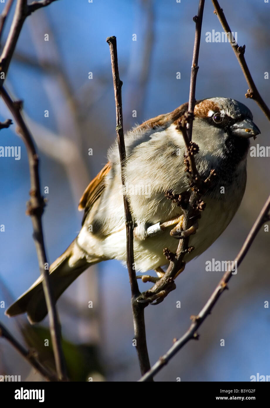 Haussperling Passer domesticus Stockfoto