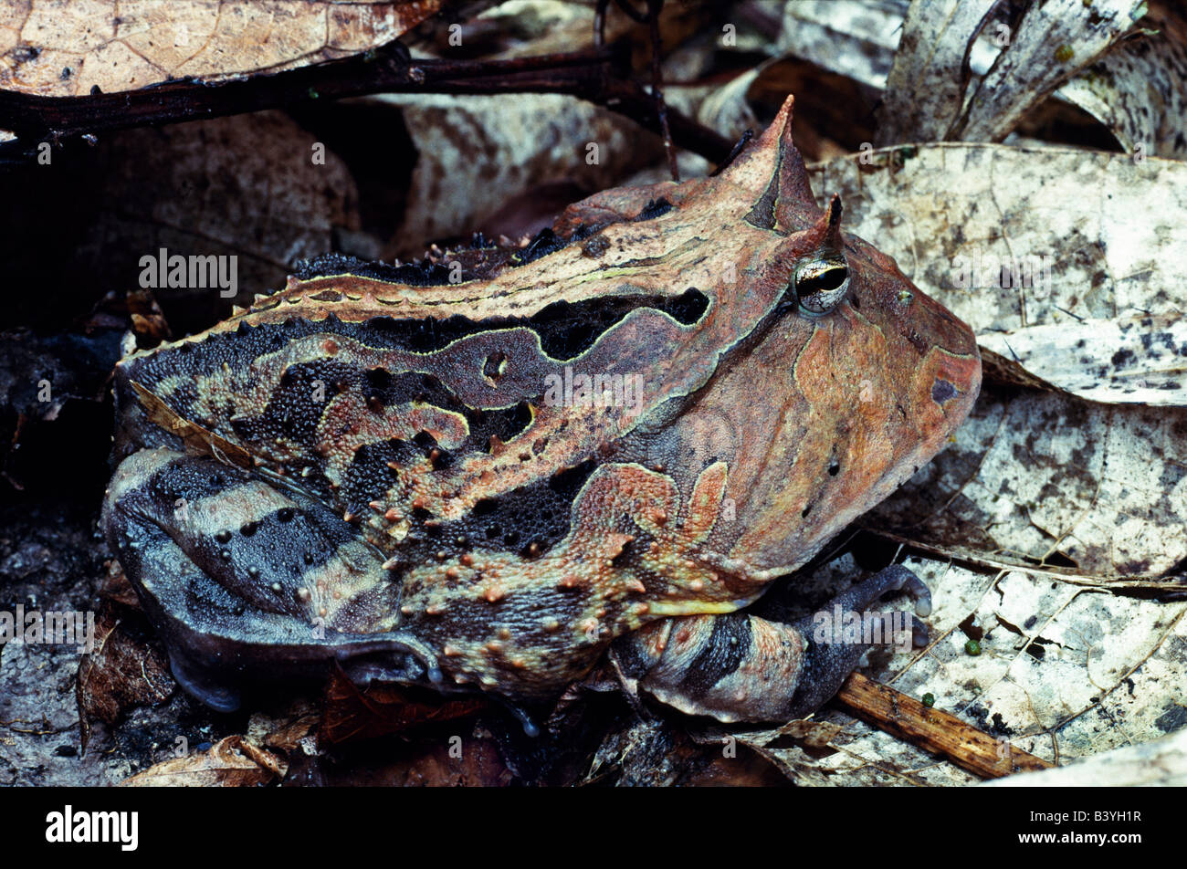 Peru, Madre De Dios, Manu-Nationalpark. Gehörnte Kröte (Ceratophrys Cornuta). Dies ist im Wesentlichen ein Mund mit Füßen und fressen alles, was kleiner als Sie selbst, andere Kröten enthalten. So ist ihre Tarnung, die sie am besten in der Nacht von Eyeshine mit einer Fackel verraten gefunden werden. Stockfoto