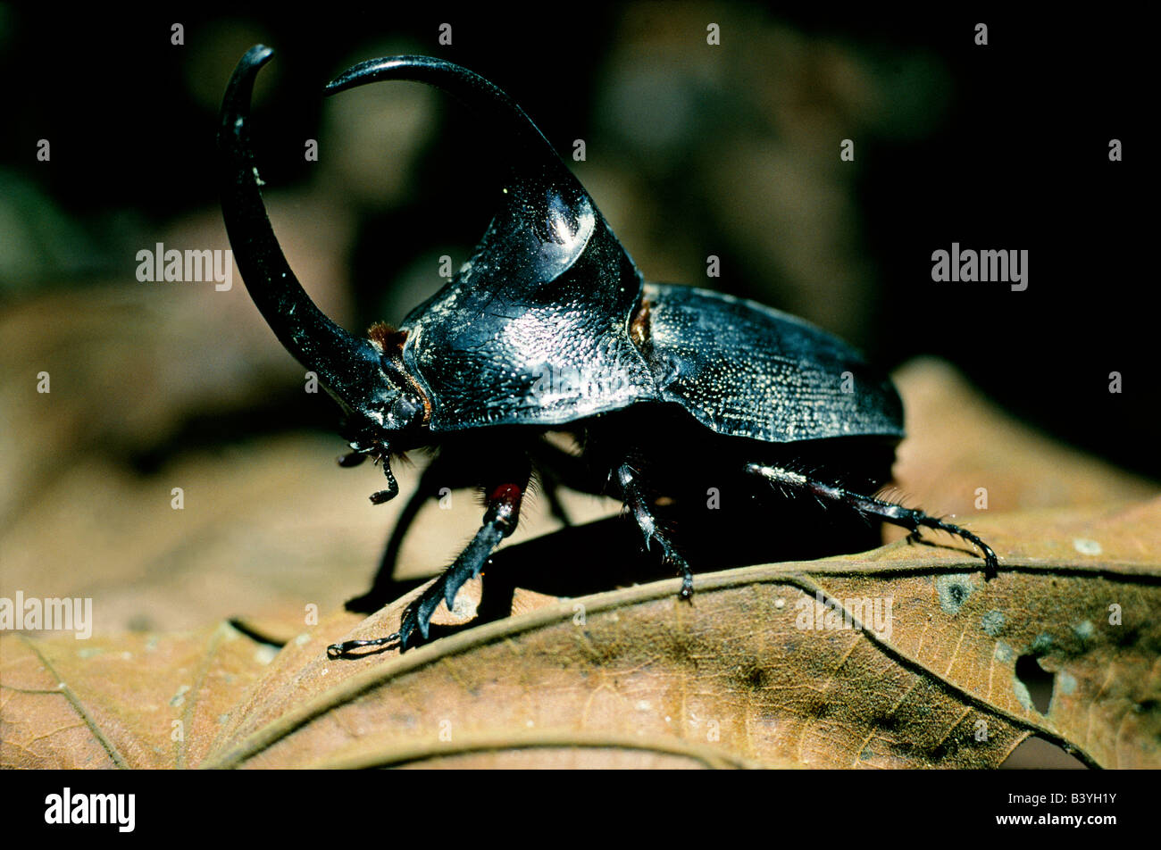 Peru, Madre De Dios, Manu-Nationalpark. Nashornkäfer (Megasoma Elephas). Das Horn wird verwendet, um die rivalisierenden Männchen kippen. Wenn fliegen ihre Spannweite sechs Zoll über erreichen kann. Stockfoto