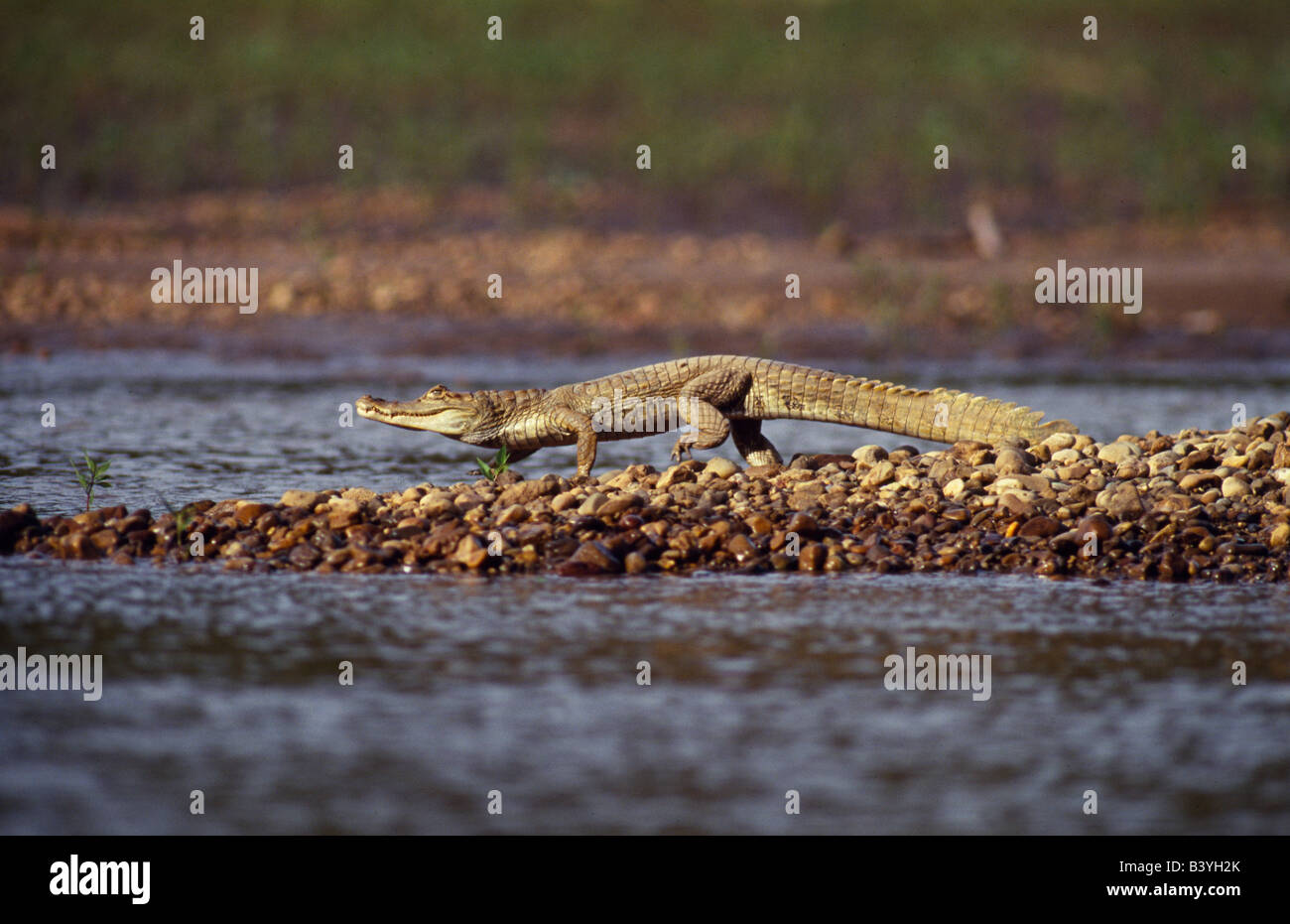 Peru, Madre De Dios, Manu-Nationalpark. Weiße Kaiman (Caiman Crocodilus). Kleinere von den beiden gemeinsamen südamerikanischen Krokodile. Nie als gefährdet, da es aufgrund der Größe des kleinen Fell relativ große schwarz ist. Stockfoto