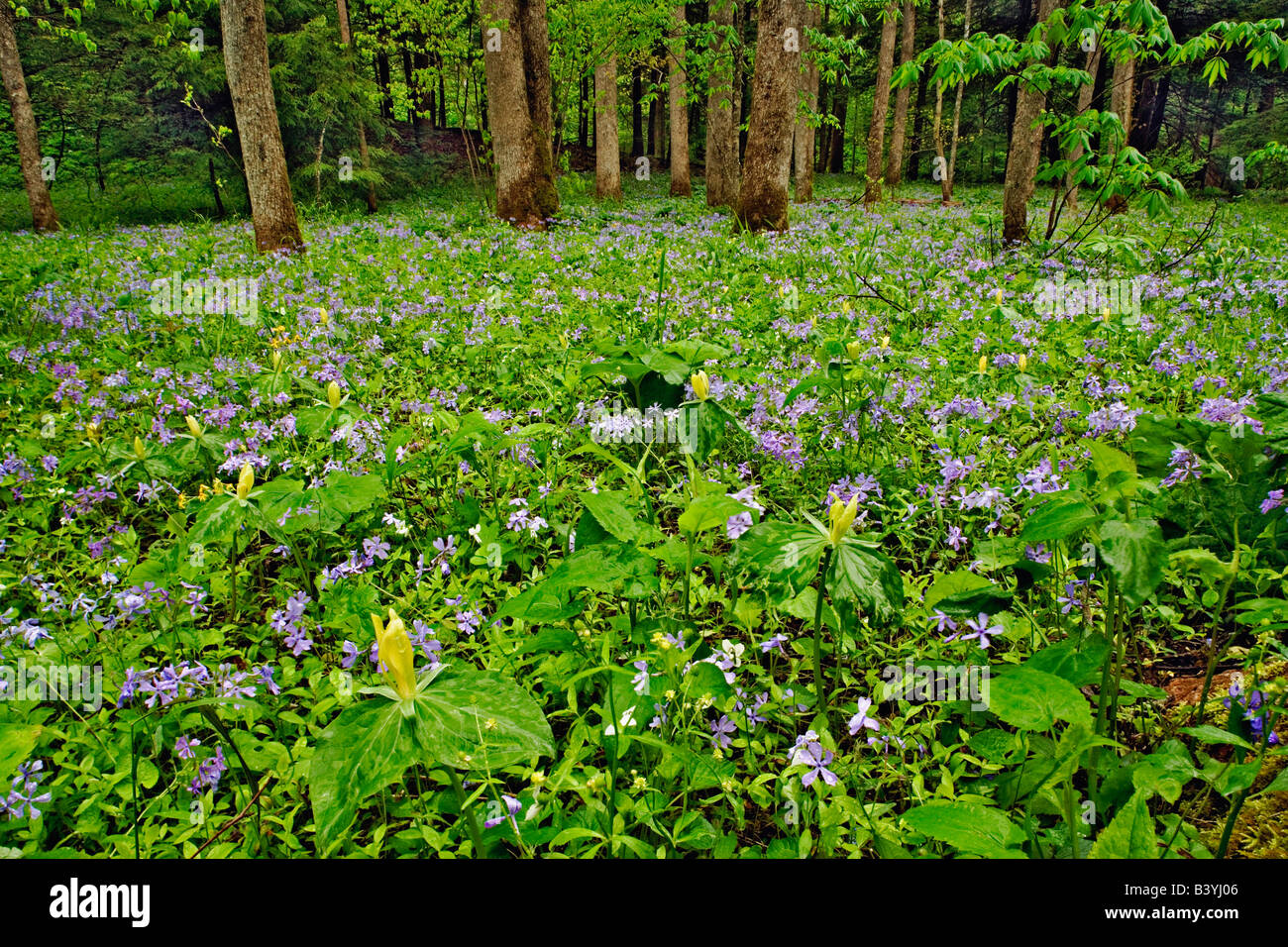 Wiese blauer Phlox und gelbe Trillium auf Waldboden bei White Oak sinkt, Great Smoky Mountains National Park, Tennessee Stockfoto