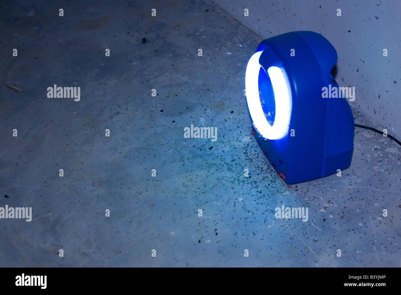 Insektenmörder umgeben von Fliegen Sambia Afrika Stockfoto