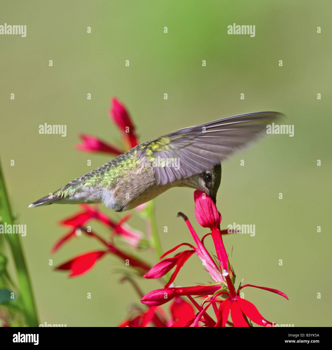Ein Ruby – Throated Kolibri aus rote Penstemon Blumen zu trinken. Stockfoto
