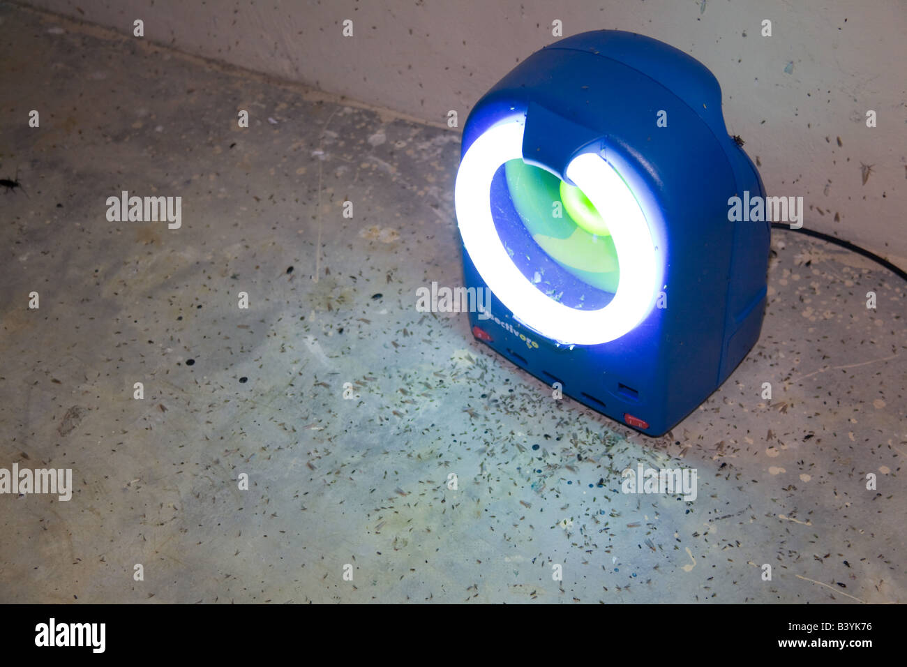 Insektenmörder umgeben von Fliegen Sambia Afrika Stockfoto