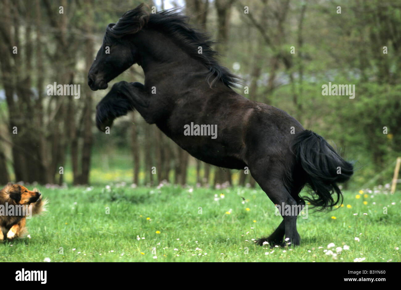 Fiel Pony (Equus Caballus), Aufzucht Stockfoto