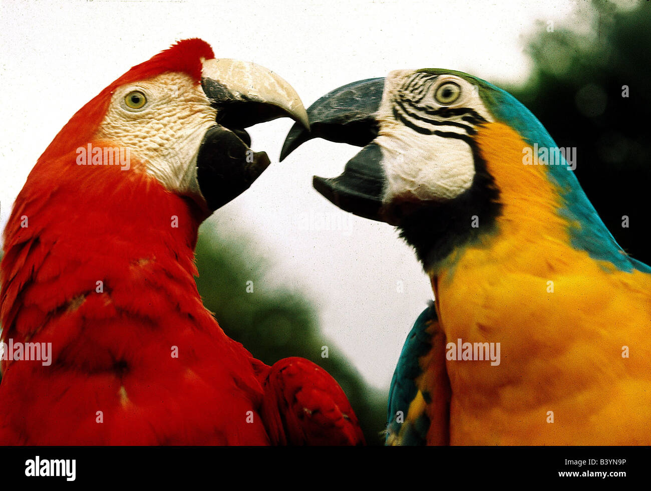 Zoologie / Tiere, Vogelgrippe / Vogel, blau und gelb Aras (Ara Ararauna) und Rot-Grüne Aras (Ara Chloroptera), detail: Kopf Stockfoto