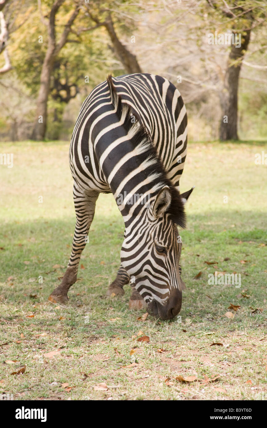Burchell Zebra Viktoriafälle Livingstone Sambia Afrika Stockfoto
