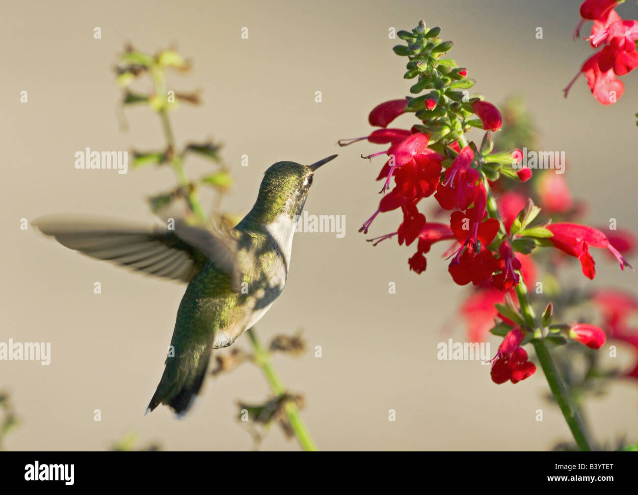 Ruby – Throated Kolibris fliegen bis zu Lady in Red Salvia blüht. Stockfoto