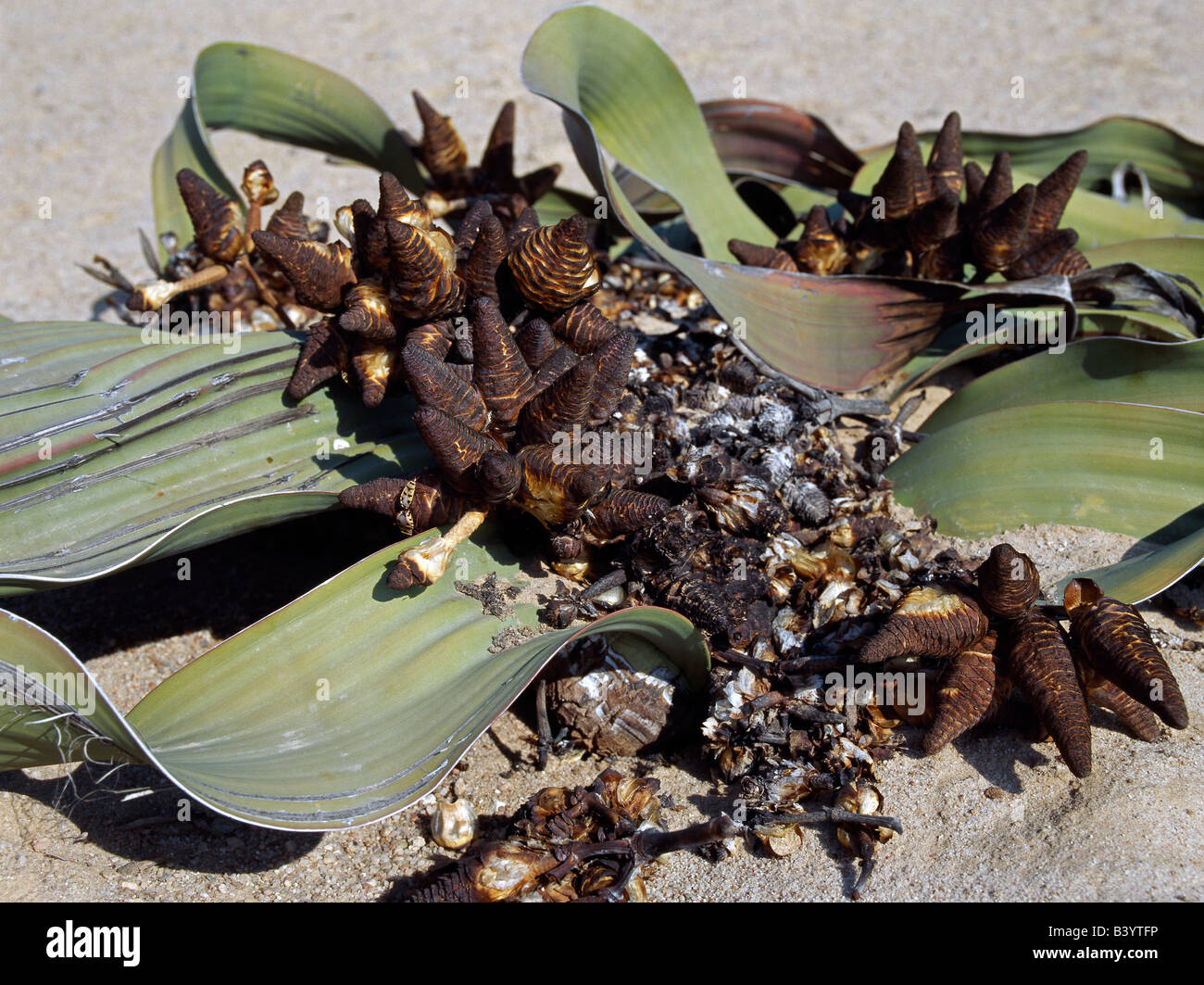 Namibia, Zentrale Namib Wüste Namib-Naukluft Park. Eine Welwitschia Mirabilis Pflanze wächst in sandigen Böden in der Namib-Naukluft-Park, östlich von Swakopmund. Diese neugierigen Wüstenpflanzen haben tiefe Pfahlwurzeln, doch die meisten ihrer Feuchtigkeit aus kondensierten Seenebel erhalten. Sie leben mehr als hundert Jahren und sind sehr langsam wächst. Wachsen Sie von der Basis des konisch geformten Stamm zwei breiten Blätter erweitern zehn Fuß oder so. Die Anlage ist nach dem österreichischen Botaniker Friedrich Welwitsch benannt, eine große Probe östlich von Swakopmund 1859 gesammelt. Stockfoto