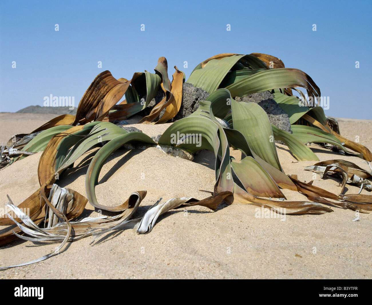 Namibia, Zentrale Namib Wüste Namib-Naukluft Park. Eine Welwitschia Mirabilis Pflanze wächst in sandigen Böden in der Namib-Naukluft-Park, östlich von Swakopmund. Diese neugierigen Wüstenpflanzen haben tiefe Pfahlwurzeln, doch die meisten ihrer Feuchtigkeit aus kondensierten Seenebel erhalten. Sie leben mehr als hundert Jahren und sind sehr langsam wächst. Wachsen Sie von der Basis des konisch geformten Stamm zwei breiten Blätter erweitern zehn Fuß oder so. Die Anlage ist nach dem österreichischen Botaniker Friedrich Welwitsch benannt, eine große Probe östlich von Swakopmund 1859 gesammelt. Stockfoto