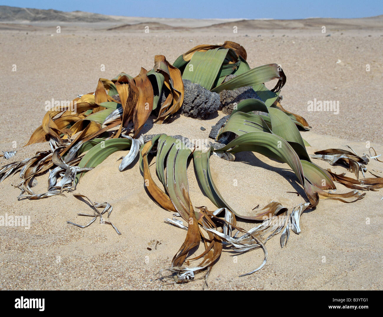 Namibia, Zentrale Namib Wüste Namib-Naukluft Park. Eine Welwitschia Mirabilis Pflanze wächst in sandigen Böden in der Namib-Naukluft-Park, östlich von Swakopmund. Diese neugierigen Wüstenpflanzen haben tiefe Pfahlwurzeln, doch die meisten ihrer Feuchtigkeit aus kondensierten Seenebel erhalten. Sie leben mehr als hundert Jahren und sind sehr langsam wächst. Wachsen Sie von der Basis des konisch geformten Stamm zwei breiten Blätter erweitern zehn Fuß oder so. Die Anlage ist nach dem österreichischen Botaniker Friedrich Welwitsch benannt, eine große Probe östlich von Swakopmund 1859 gesammelt. Stockfoto