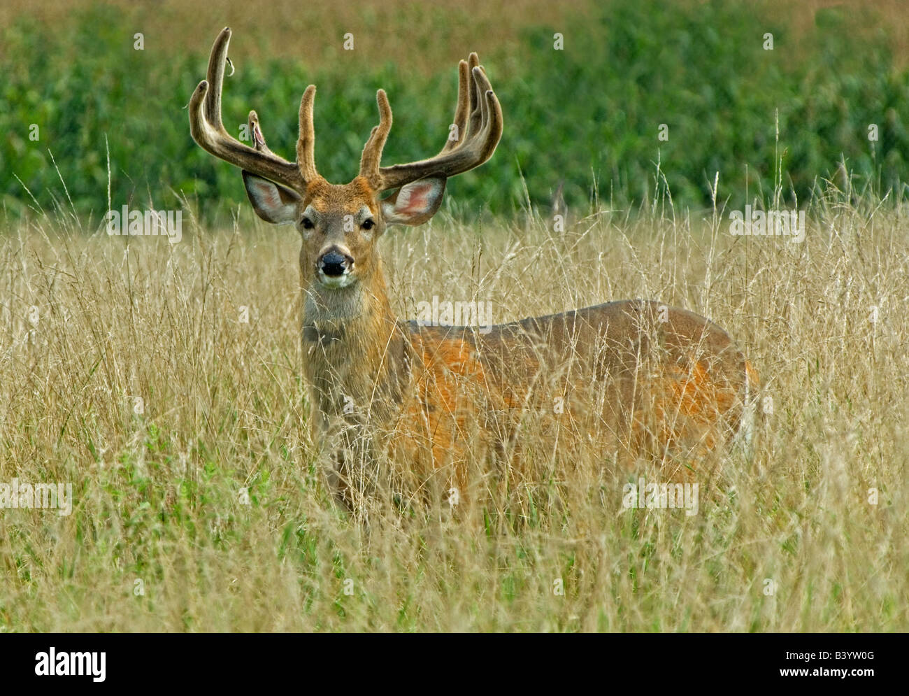 White Tailed Deer Buck in samt Odocoileus Virginianus Osten der Vereinigten Staaten Stockfoto