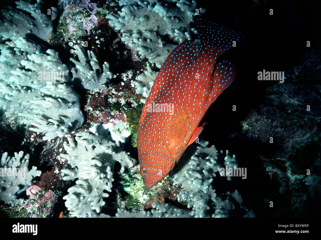 Zoologie / Tiere, Fische, Barsche, Korallen Hind, (Cephalopholis Miniata), Korallenriff, Malediven, Vertrieb: Indo-Pazifik Ocea Stockfoto