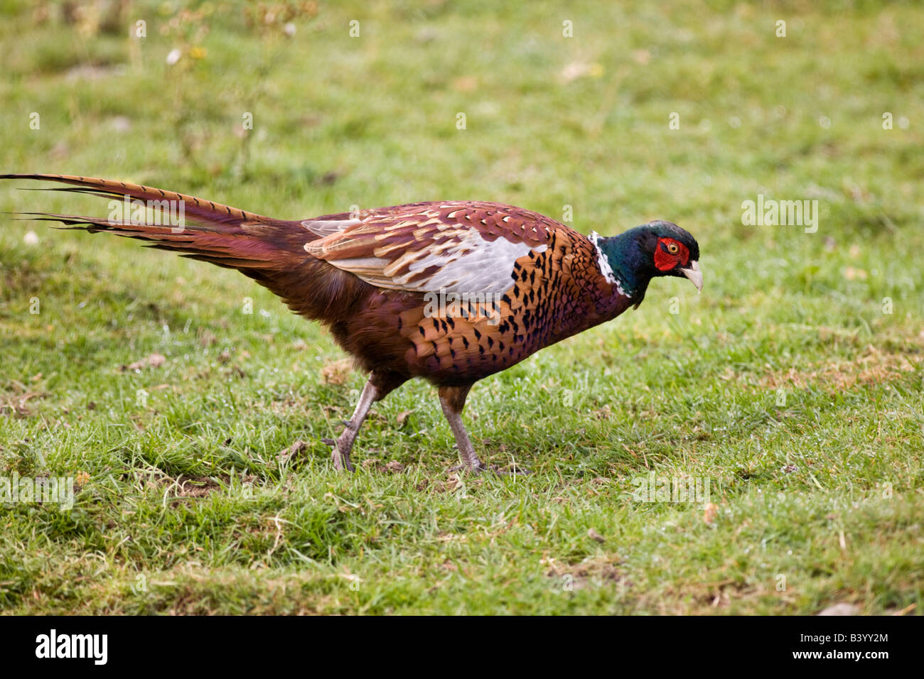 Männlicher Fasan Phasianus colchicus Stockfoto