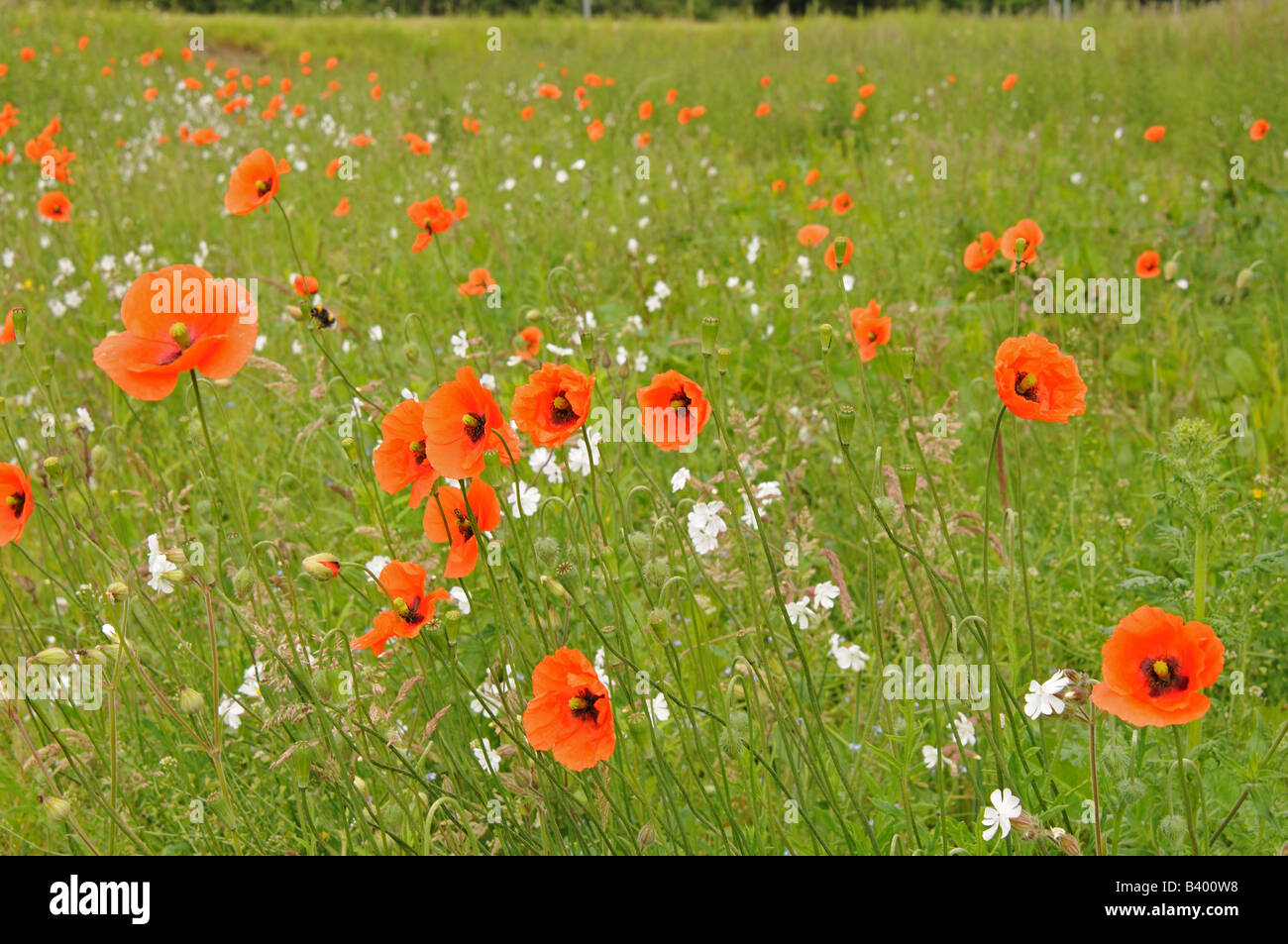 UK Schottland wild Mohnfeld Stockfoto