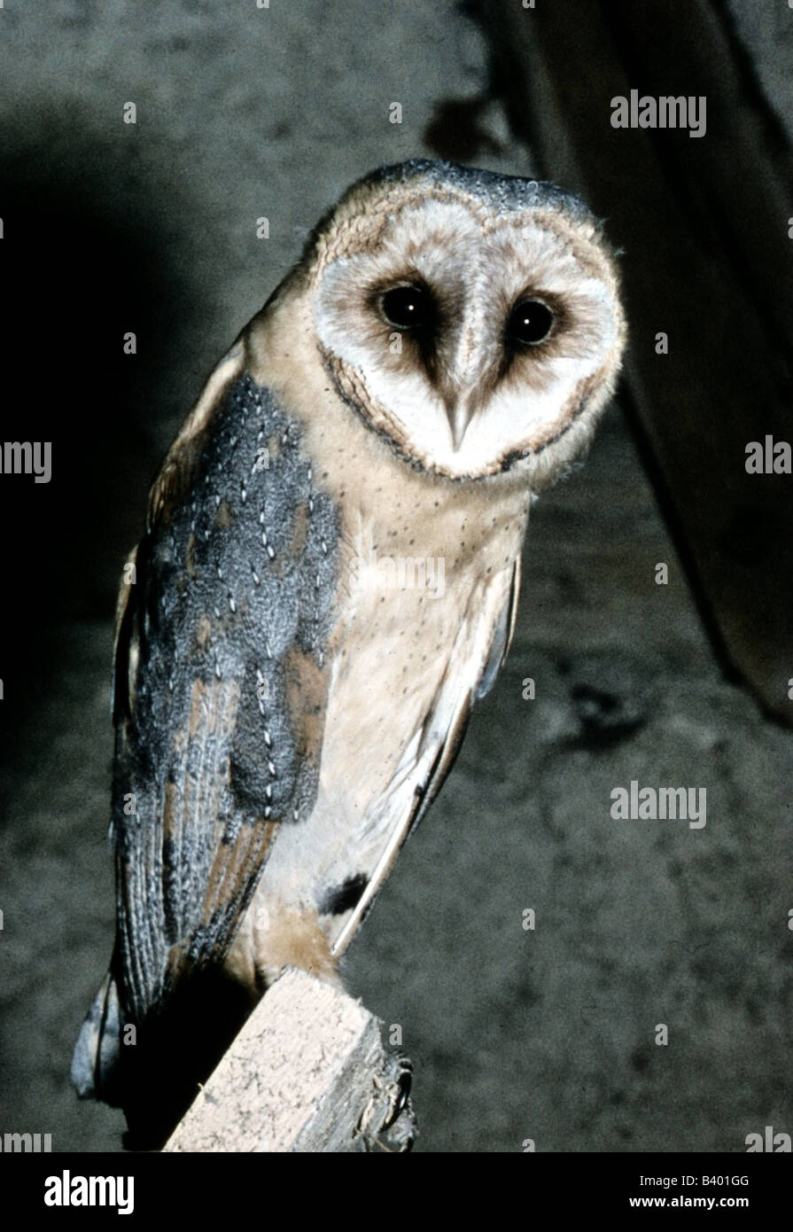 Zoologie / Tiere, Vogelgrippe / Vogel, Schleiereule, (Tyto Alba), stehend auf Balken, frontale Aufnahme, Verteilung: weltweit, ohne Tundra Stockfoto