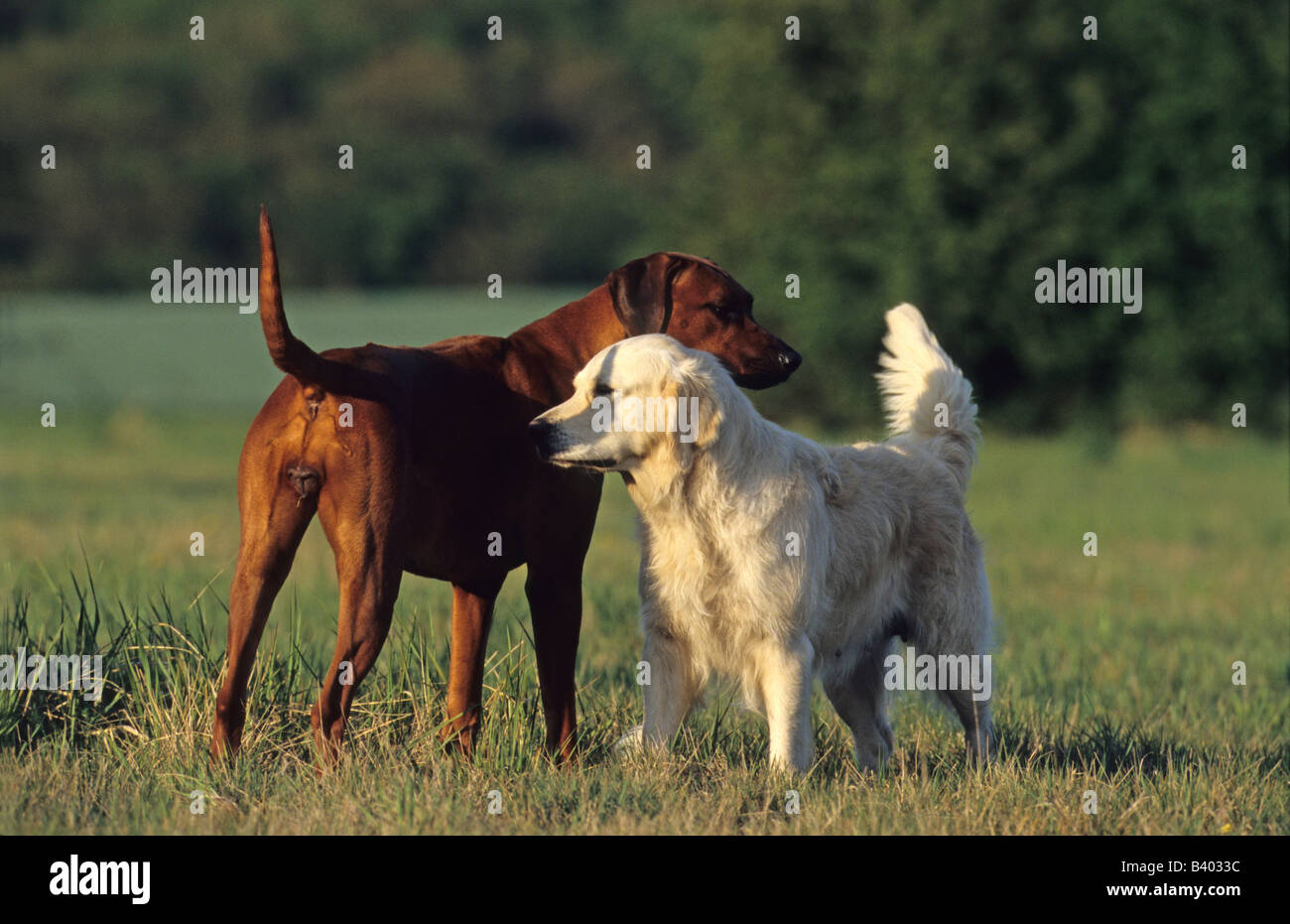 Rhodesian Ridgeback (Canis Lupus Familiaris) und Golden Retriever. Steife Gruß zwischen ebenso dominante Individuen Stockfoto