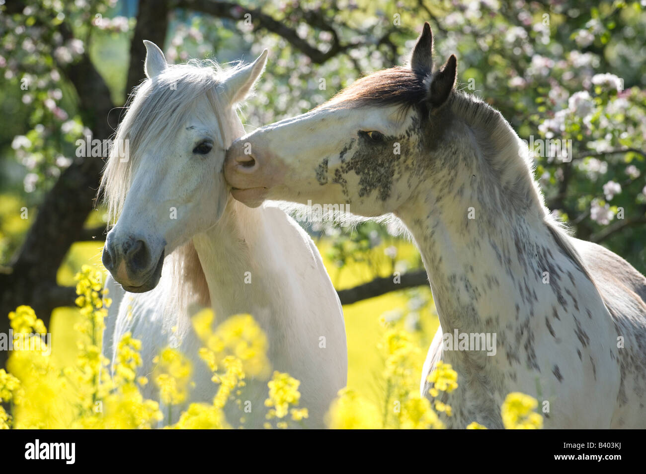 Criollo (Equus Caballus). Zwei Wallache schnüffeln sich gegenseitig vor blühender Apfelbäume Stockfoto