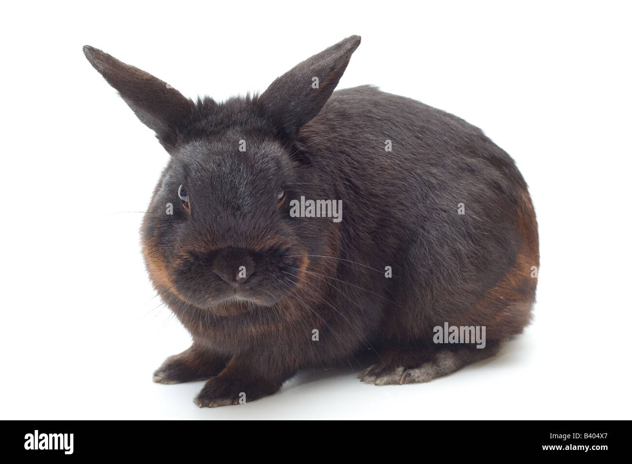 Ein schwarzer Zwerg Kaninchen in einem Studio. Stockfoto