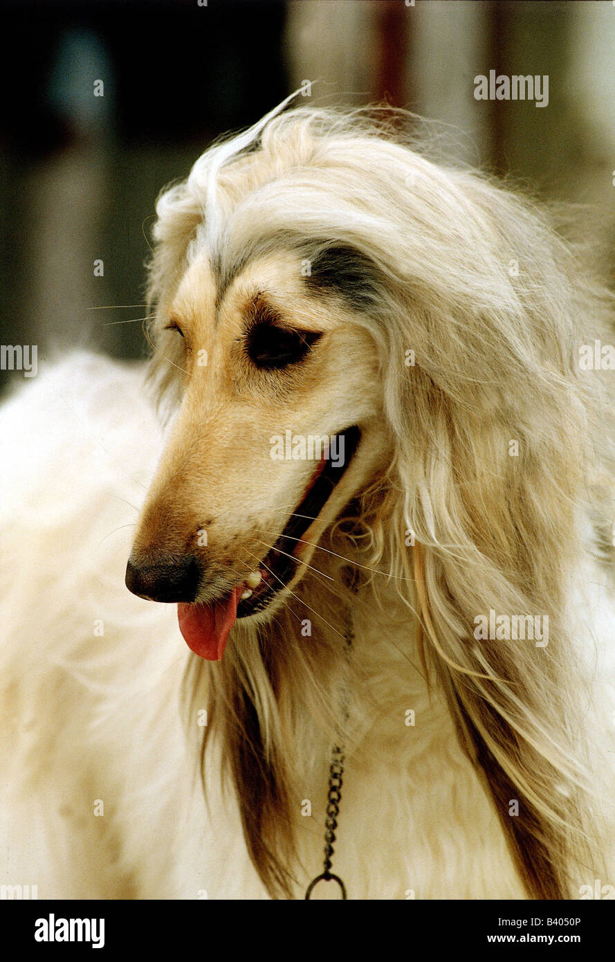 Zoologie / Tiere, Säugetier / Säugetier, Hunde, (Canis Lupus Familiaris), Afghanischer Windhund, Portrait, Zunge, Afghan, Hund, Tier, Carn Stockfoto