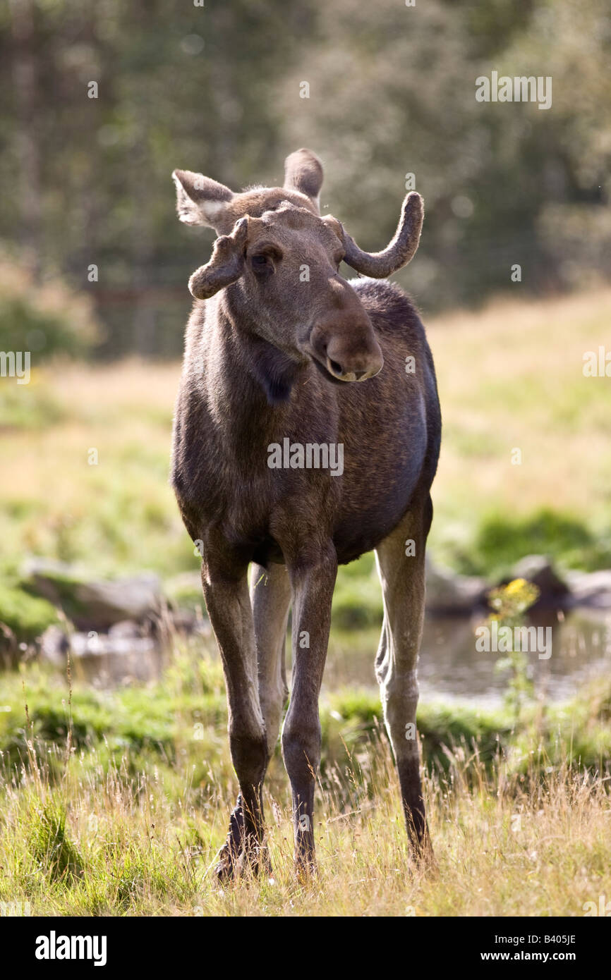 Europäischen Elch Stockfoto