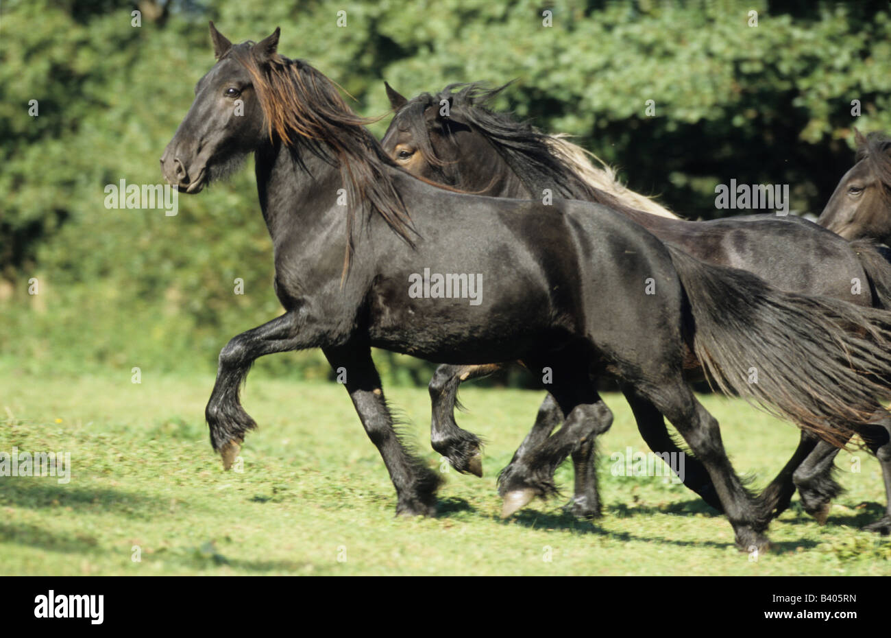 Pony (Equus Caballus) fiel, Herde, über eine Weide traben Stockfoto