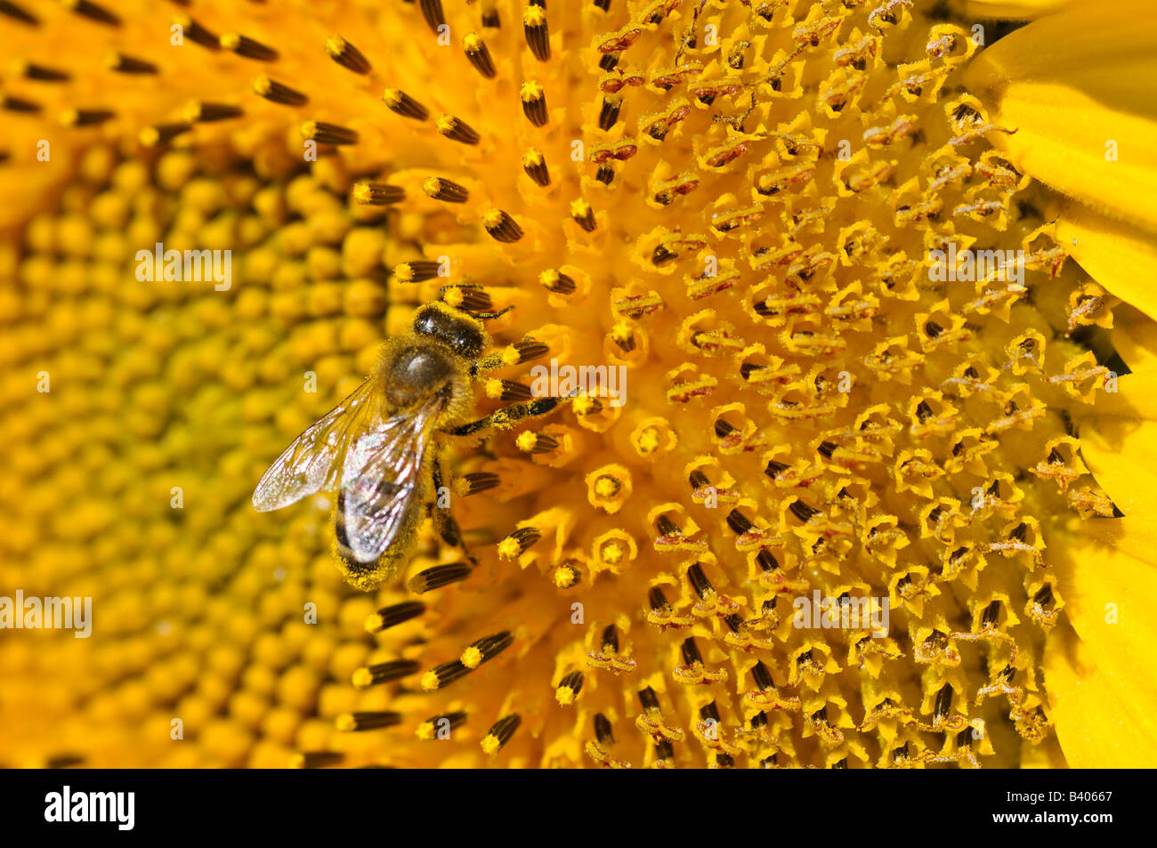 Eine Biene sammelt Pollen auf einer Sonnenblume Stockfoto