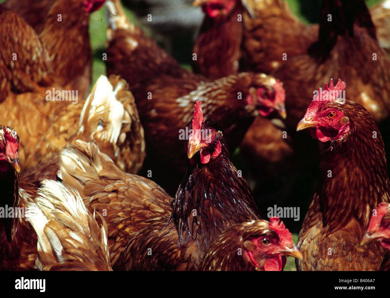 Zoologie / Tiere, Vogelgrippe / Vögel, Küken, (Gallus Gallus Domesticus), viele Hühner, teilweise Schuss, Nahaufnahme, Vertrieb: weltweit Stockfoto