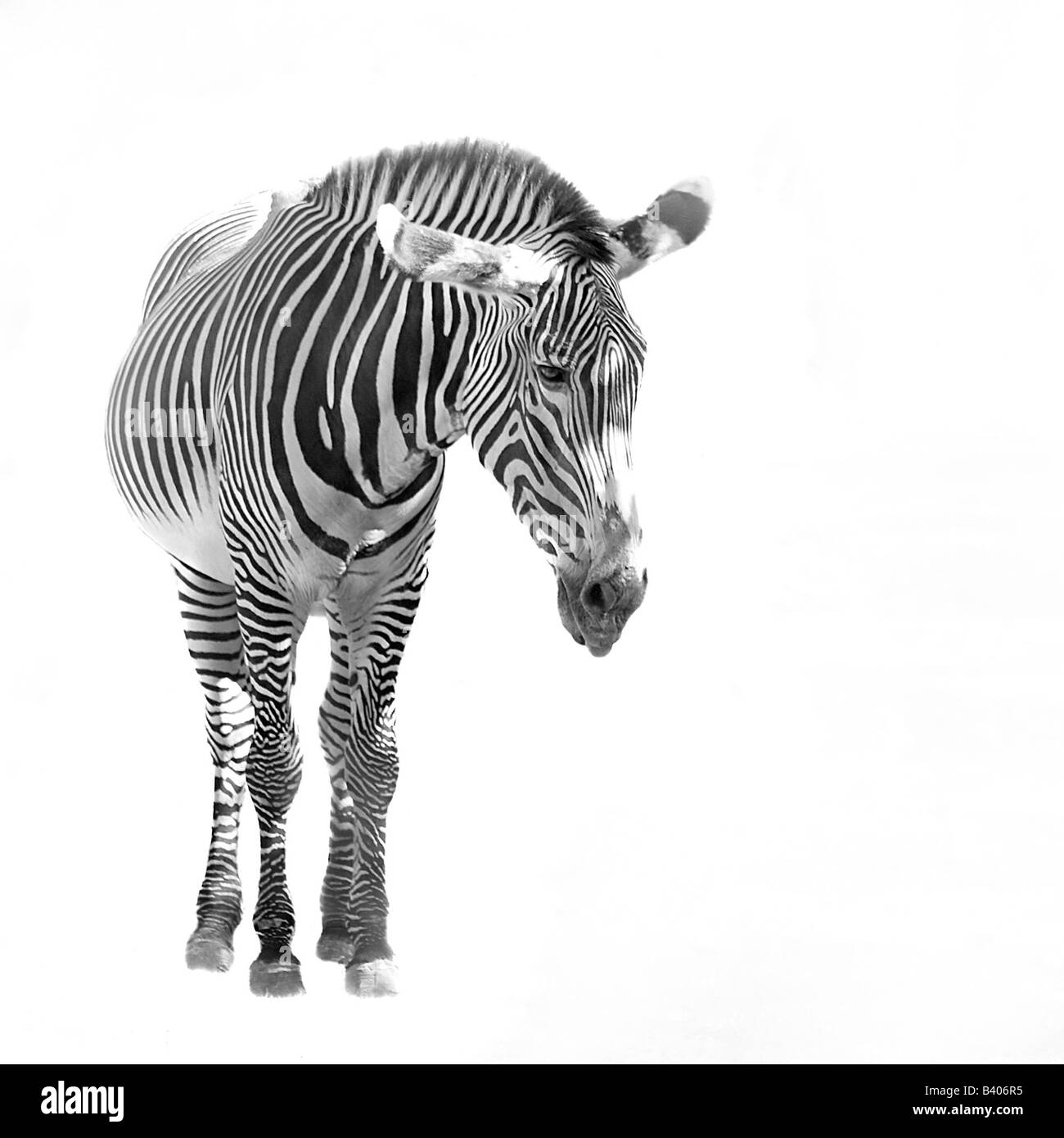 Ein Zebra vor einem weißen Hintergrund isoliert Stockfoto