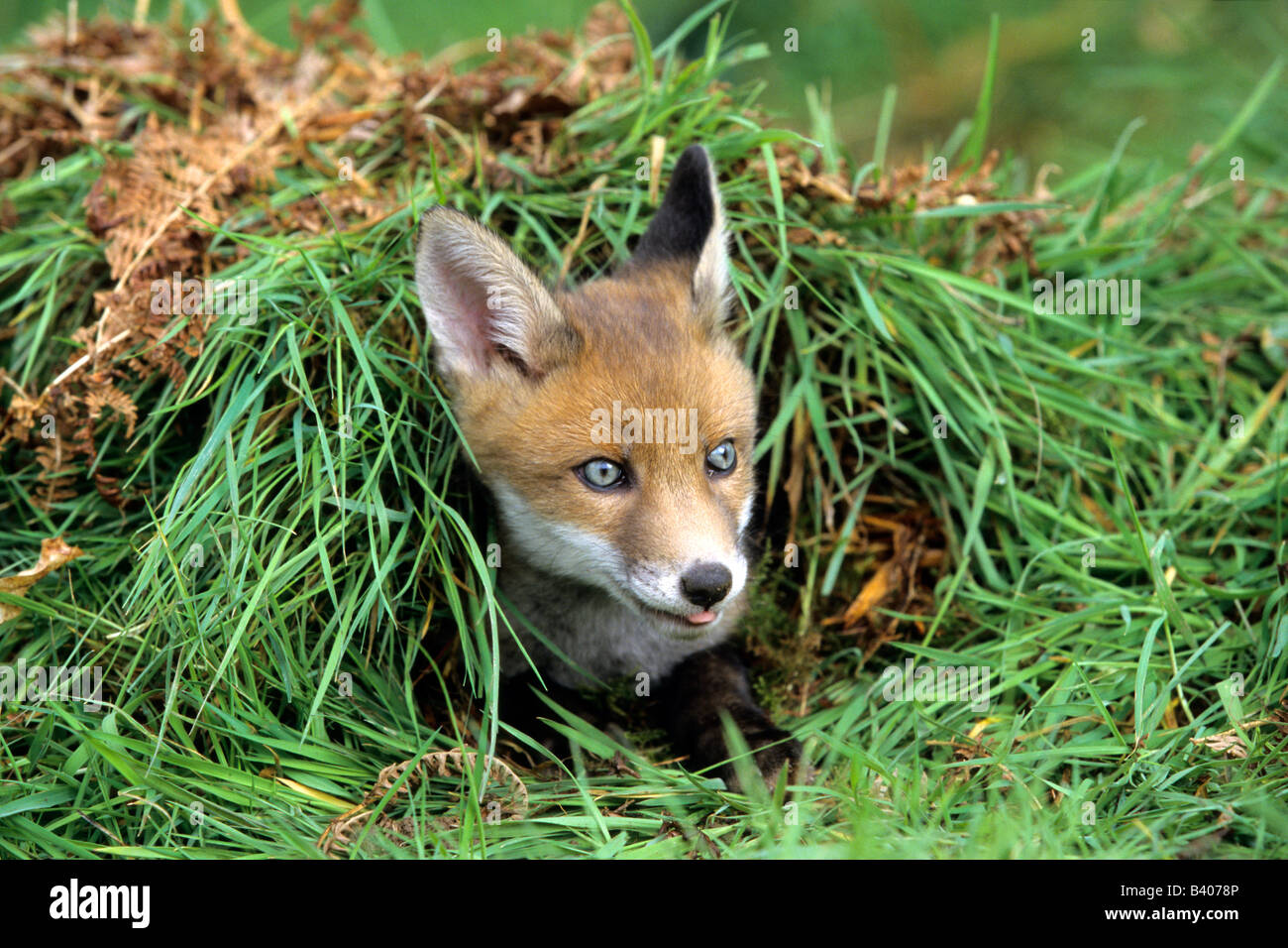 Rotfuchs (Vulpes Vulpes), jungen peering von Loch Stockfoto