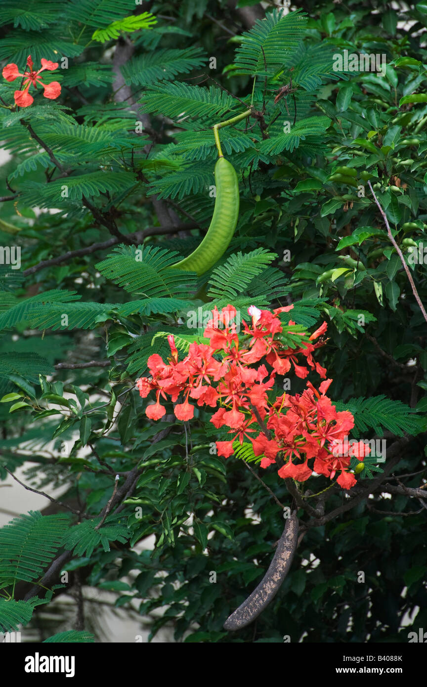 Poinciana Baum, Delonix Regia, Samenkapseln und Blumen Stockfoto