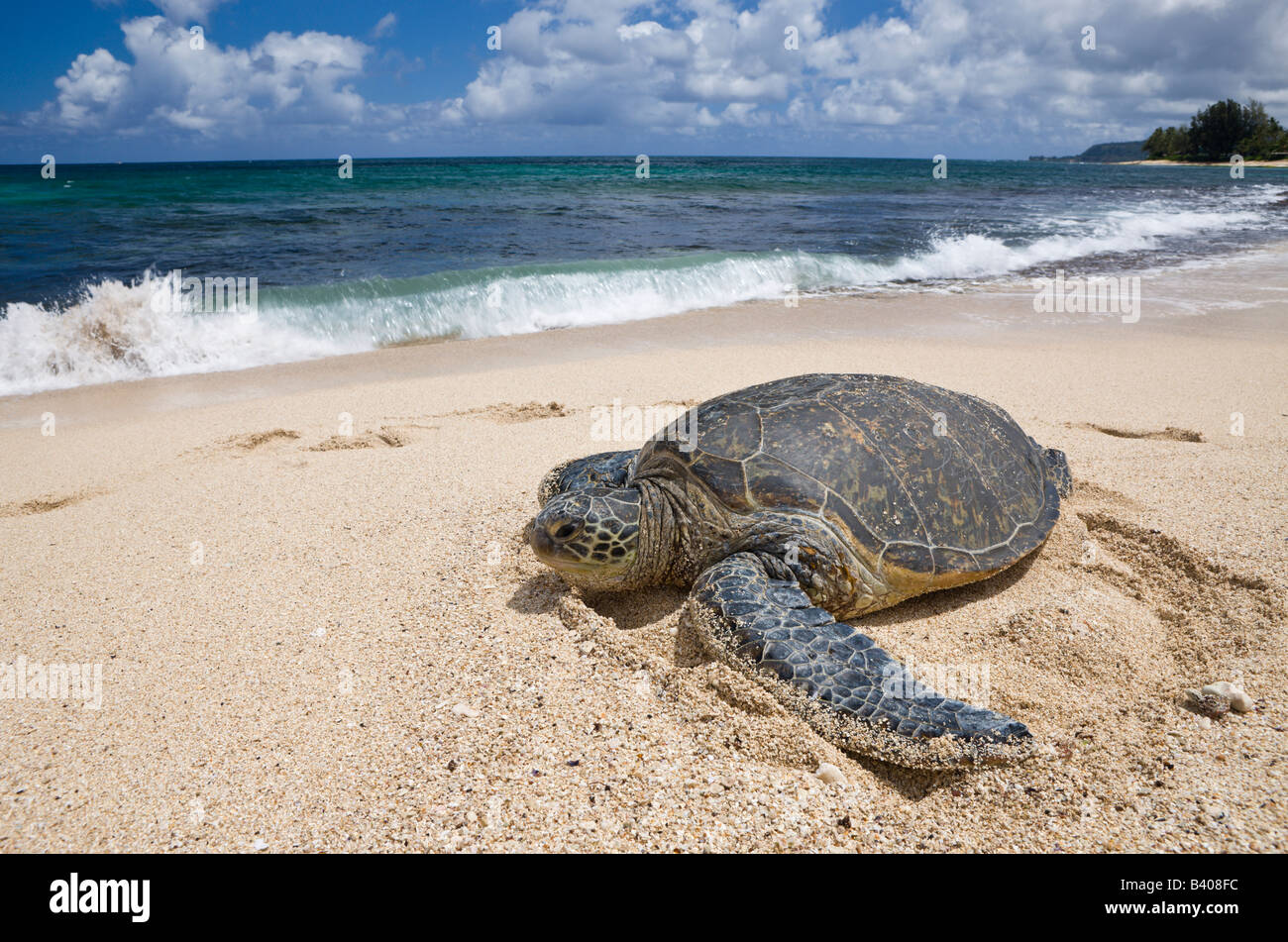 Grüne Schildkröte in Haleiwa Beach Park Chelonia Mydas Oahu Pazifik Hawaii USA Stockfoto