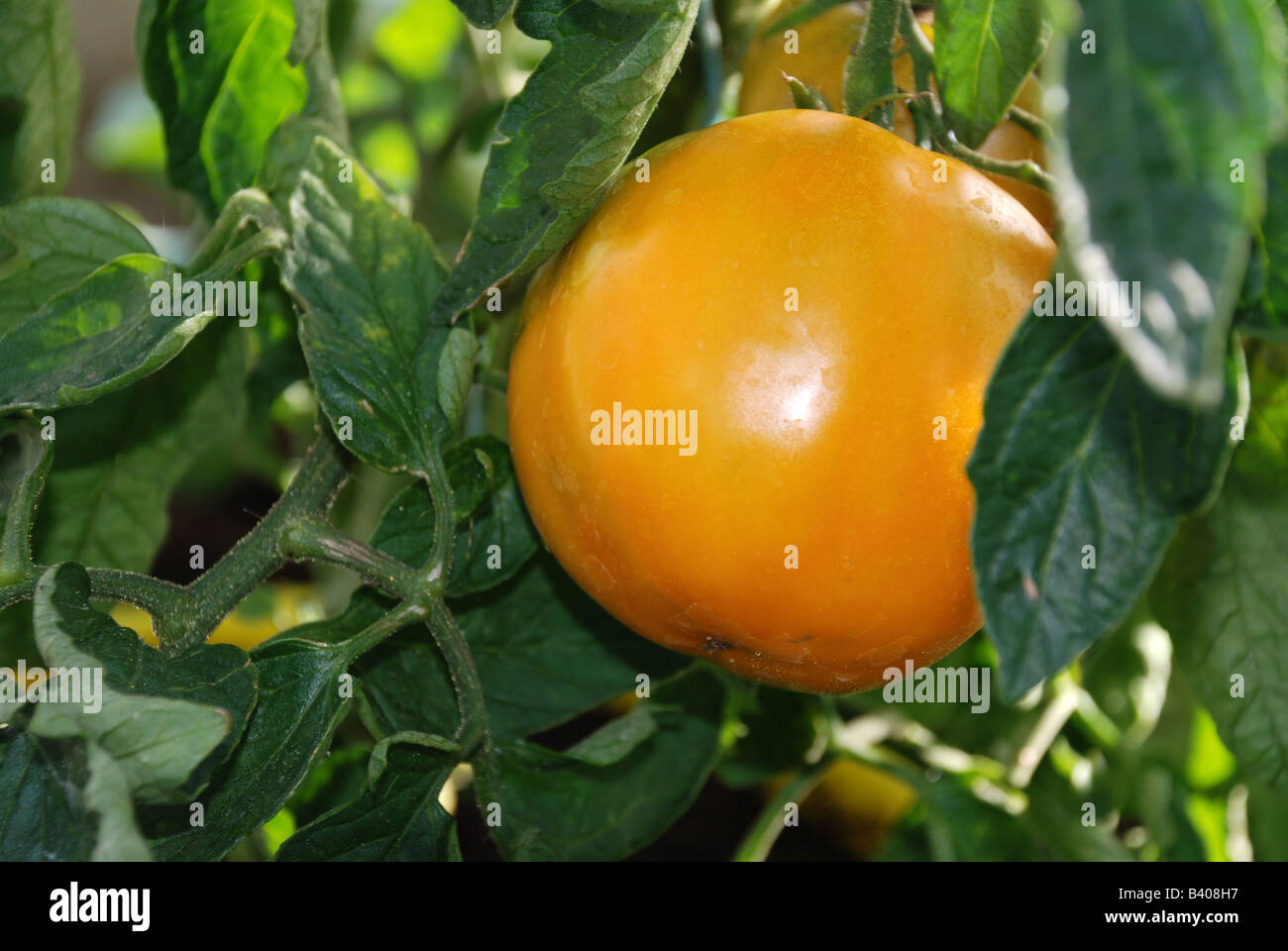 Große Orange Tomaten an einer Pflanze Stockfoto